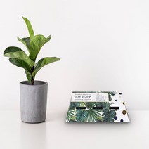 산소 한그루 산소발생기 3개