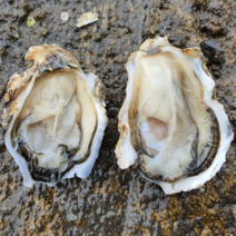 국내산 남해 산지직송 통영 고흥 석화 각굴 3kg.5kg 10kg, 1개