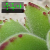 웅동자(Cotyledon tomentosa) 지름 9cm 소품 다육화분, 3개