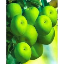 대진 보석십자수 40X80 50X40 사이즈 대형 금전운 보석 십자수, new, 62 금전을 부르는 아오리사과 40X50