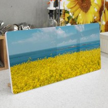 pi223-폼아크릴액자38CmX18Cm 유채꽃과제주바다