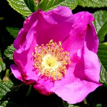 묘목 토종 해당화 포트/2개 kks330