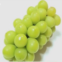 신품종 청포도(샤인머스켓) 삽목1년/3주 R1740