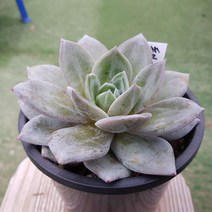 다육세상 다육이 독일샴페인 중품, 1개