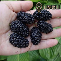 오디나무 왕오디 오디 나무언니, 왕오디 접목1년 특묘(2개묶음), 1개