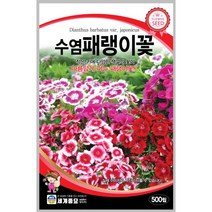 수염패랭이꽃 500립 꽃씨 일년생 씨앗 몰 봄 여름 가을 야생화 세계종묘 농사마트