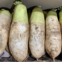 패밀리농산물 제주 전라도 햇무 황토무 김장무우 (10kg 내외) 1Box