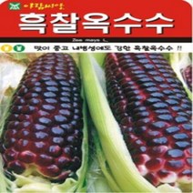 AR 흑찰옥수수 100립 씨앗