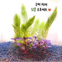 [상상수족관] 구피 치어 심플 수초세트 (마츠모+슈퍼레드), 1세트(마츠모5촉+슈퍼레드5촉)