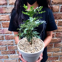 오렌지자스민 중형 독일토분화분세트 - 리본메시지무료 개업화분, 1개