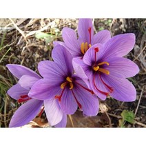 [명일원] 샤프란 개화구 11구 1셑(구근둘레9~10)-9월식재, 1개