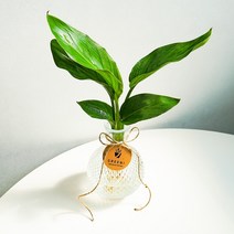 [GREENI] 여인초 극락조 수경재배 키우기 쉬운 음지 수상 반려 식물 선물, 식물만(여인초)