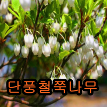 단풍철쭉개화주(백색) 키40~50cm 1그루 개화주 꽃나무 유실수 조경수 묘목 단풍나무