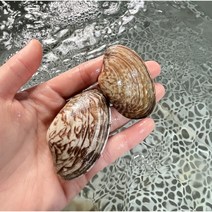 스쿠버가 채취하는 남해안 자연산 활바지락 알리오올리오 바지락술찜 조개탕, 1kg(60-70미내외)