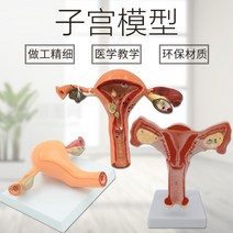 모형 난소 학습 피규어 교구 질 자궁 산부인과 인체, 500개 이상 자궁 주문 제작
