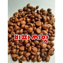 (영만수산)완도 비파나무 비파씨앗 비파씨 완도비파 1팩 100g