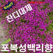 잔디대체 씨앗 포복성백리향 매직카펫 25립, 상세페이지 참조