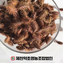(자연산)국산 창이자 (도꼬마리) 500g 제천약초영농조합, 1, 500