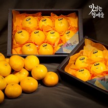 맛있는형제들 제주도 천혜향 제철 천애향 천혜양 체험 천혜향철 2kg 3kg 5kg, 선물용, 3kg 중과(10~12입)