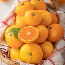 제주감귤농장 금귤 하우스귤 2.5kg 5kg, 로얄소과 2.5KG