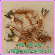 모종이야기 서양 고추냉이 모종 / 뿌리분얼 4~5cm 1개500원, 30개