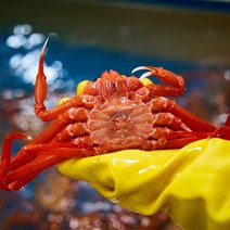 [구룡포 오늘수산] 연지 홍게 3kg 당일조업 당일자숙 항에서 바로 쪄서 보내는, 고급-연지홍게3kg(8~12마리) 수율 7~80% 이상