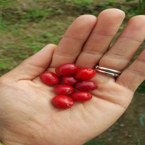 같이가치농원 산수유나무 결실주 (R2-3) 분