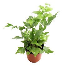 갑조네 팔카텀 고사리 공기정화식물