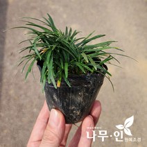 [나무인] 애란(소엽맥문동/애기맥문동) 50그루, 50개