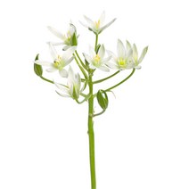 은은한 오니소갈룸 41x27cm 액자/ 아트그림액자 꾸미기 카페 레스토랑 가게, 캔버스 (옆면흰색)