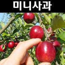 미니사과/알프스오토메 나무 묘목 R4cm(분) 1개/유실수/과수