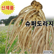 세계종묘 슈퍼 도라지씨앗 1000립-3봉 자람속도및비대빠름 다수확 2년근수확가능 사포닌다량함유 혈액순환 해독작용 활성산소억제도움