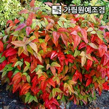 남천나무, 남천나무 4치포트 (5개묶음)