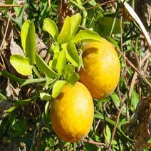 묘목/탱자나무/실생2년 뿌리묘(10주묶음) B1026