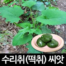 수리취 씨앗 떡취 종자 취 취나물 토종 취떡 100알