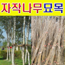 (D소망)백자작(자작나무)묘목(3년생) 5그루