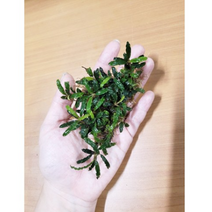 부세파란드라 초보 어항 장식 포트 미니 벨벳 수초 1촉