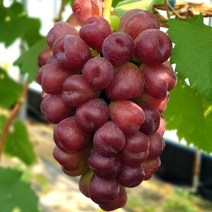 포도나무 묘목 마이하트 - 접목2년(대목188) 포트1개, 1개