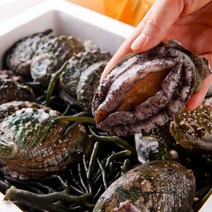 국내산 신선한 완도 활전복 1kg 2kg (일반포장 선물포장 특별선물), 전복 8~9미 2kg