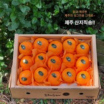 [제주산지직송] 제철과일 카라향 1.5kg 2.5kg 3.5kg(선물용) 나른한 봄을 깨우는 싱그러운 과즙이 팡팡!!, 3.5kg(15-20수  선물용)