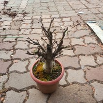 30~50cm 애기사과나무 249