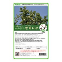 [다농] 팥배나무씨앗 1kg[MS], 상세 설명 참조