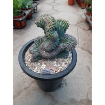 용신목철화