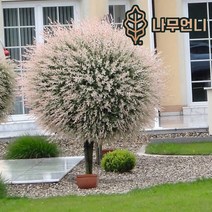 플라밍고 셀릭스 삼색버드나무 나무언니, 플라밍고 셀릭스 삽목1년 특묘(5개묶음)