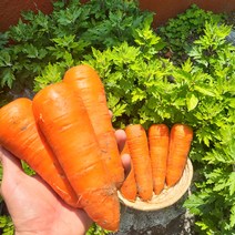 국내산 햇 흙 당근 제주 경남 경북 강원 구좌 3kg 5kg 10kg 주스용 요리용 청조농산, 3kg(상), 1개