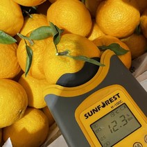 못난이한라봉 12브릭스이상 맛있는 한라봉10kg 제주, 혼합과3kg