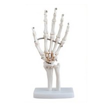 손뼈모형 손가락 골격모형 정형외과 병원 인체 모형