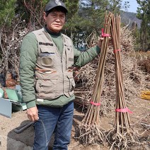 가죽나무 묘목 1년생 참죽나무, 1년생 H0.8 전후