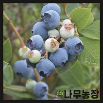 (나무농장) 블루베리나무 6치포트 ( 브리지타 )