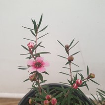 호주매화(핑크 소품 랜덤)